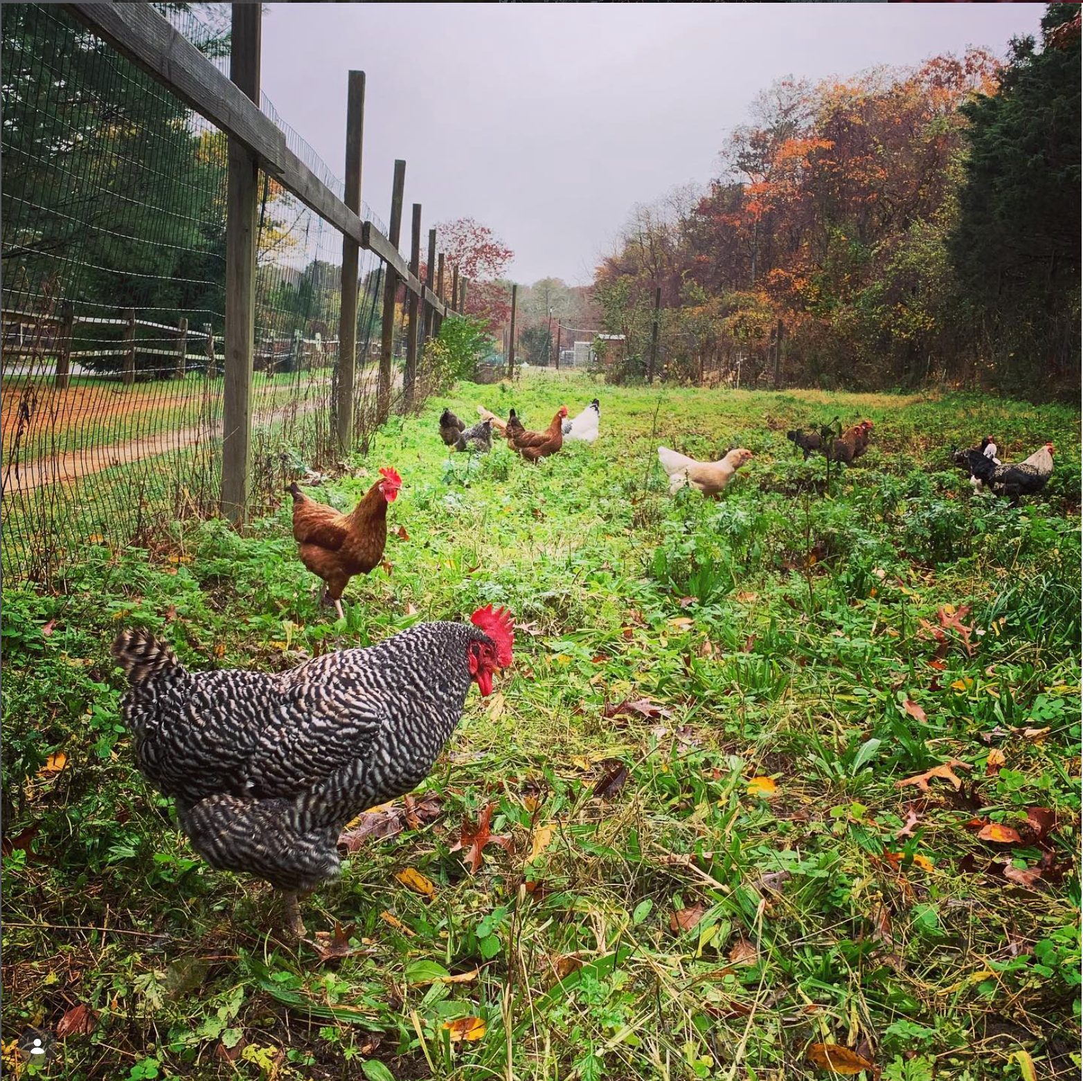 The coop