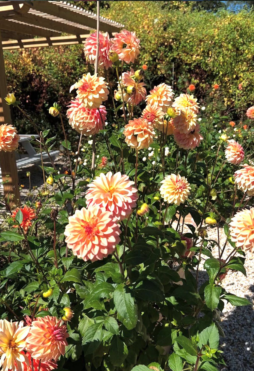 Peach dahlias by the pergola