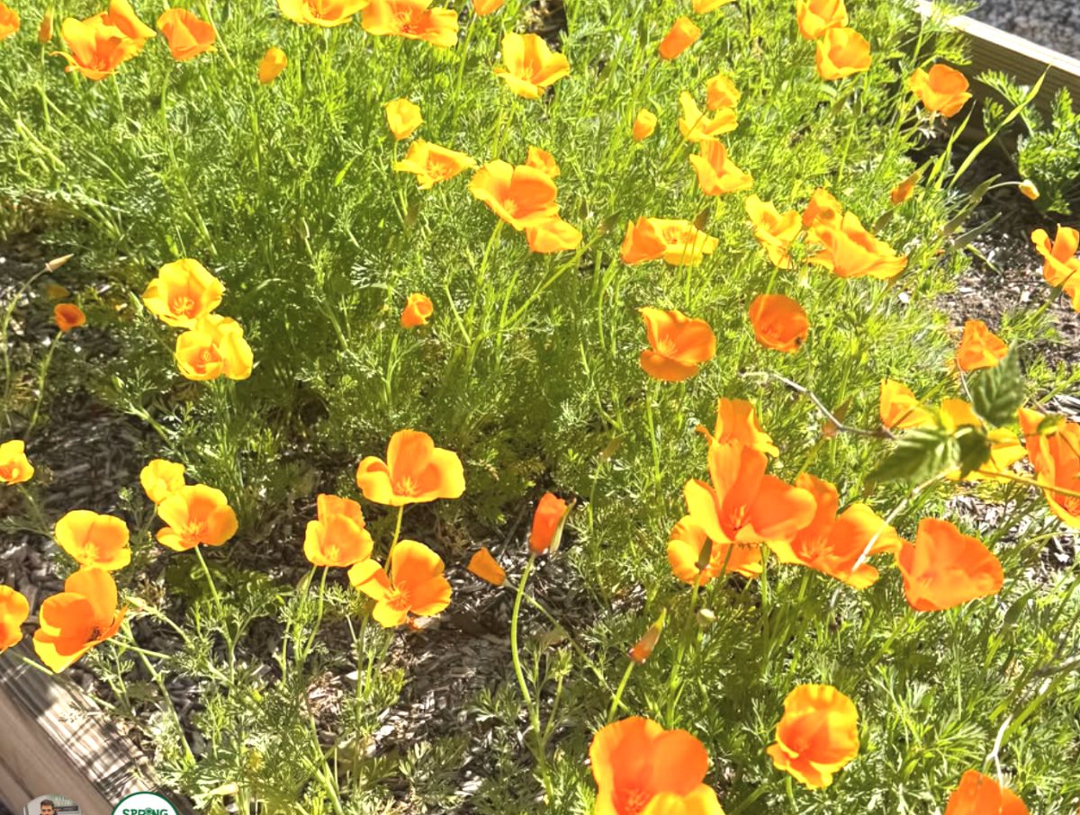 California poppies in the raised beds