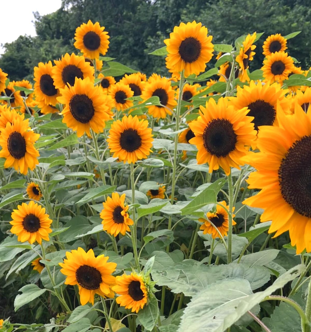 The sunflower field