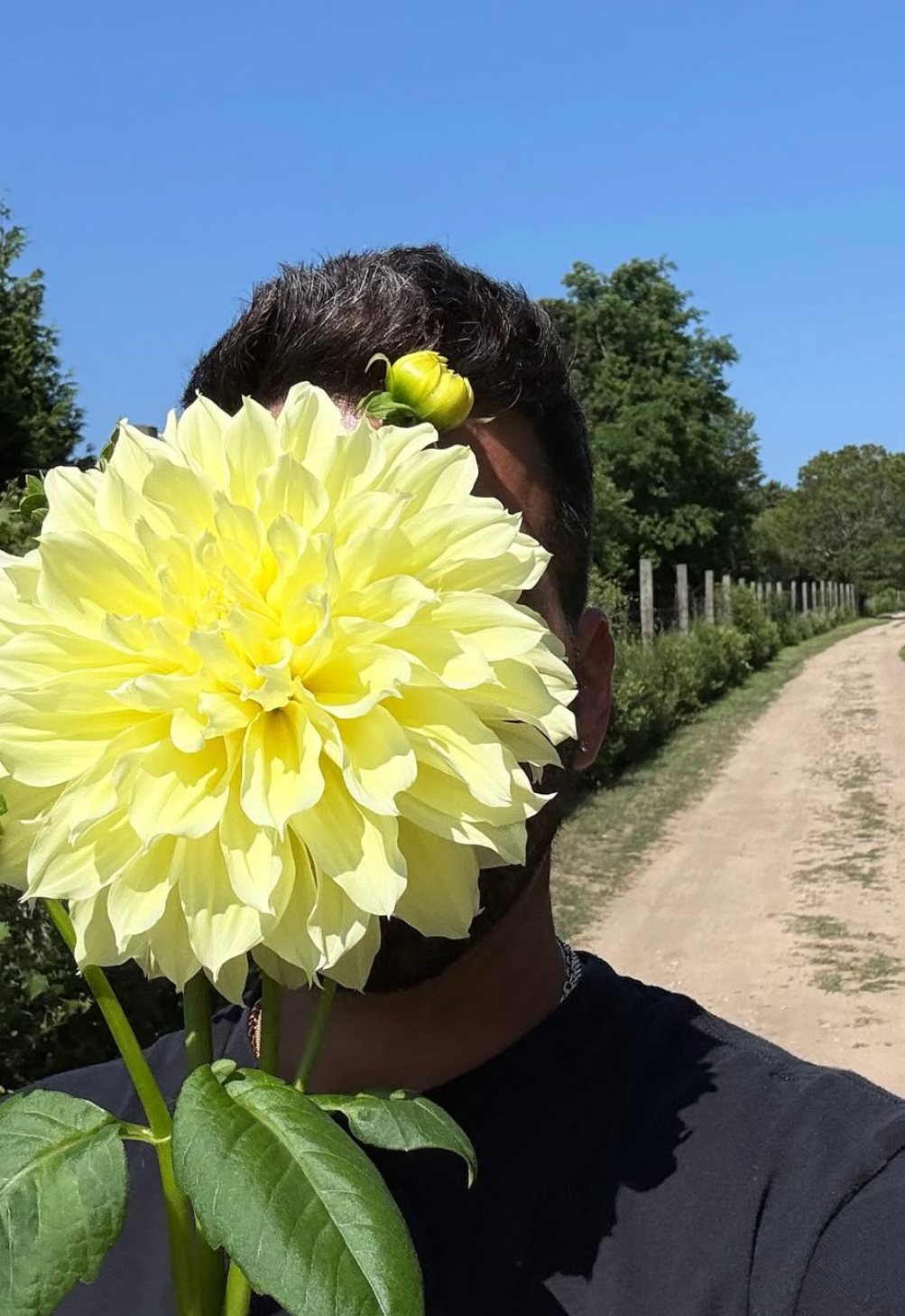 A giant yellow dahlia held up on the farm road
