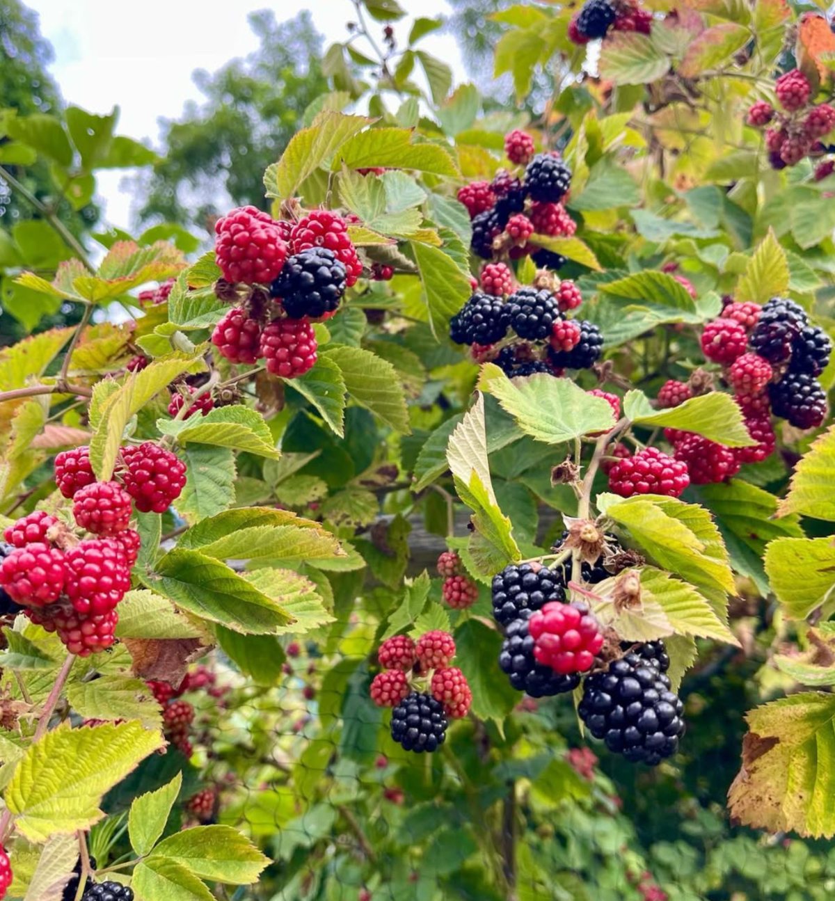 Blackberries growing on the vine at Spring Close Farm