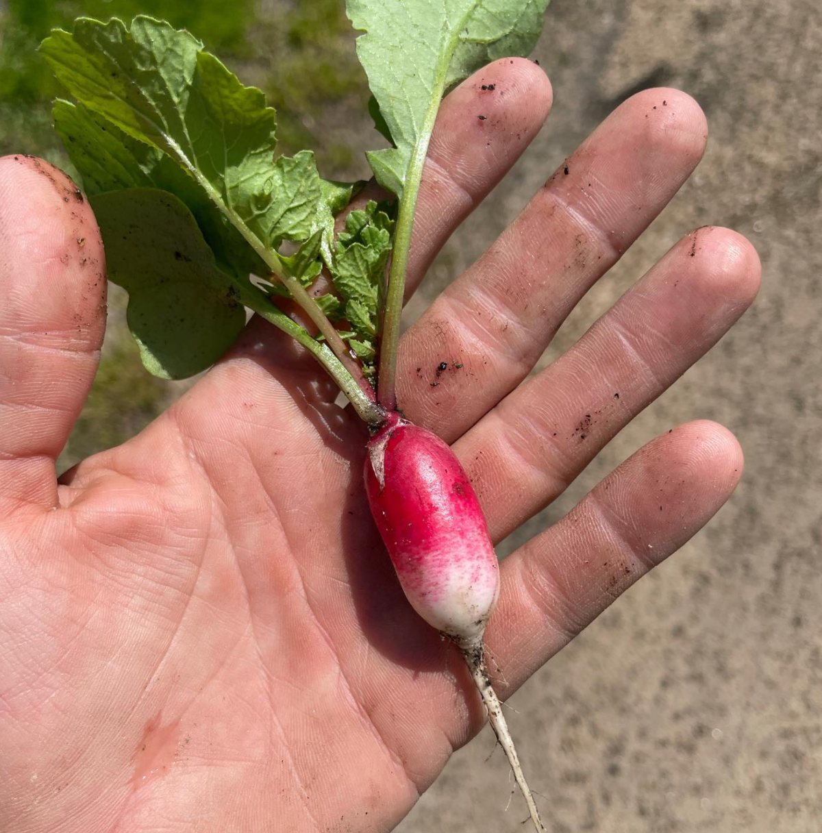 A just-pulled radish in hand
