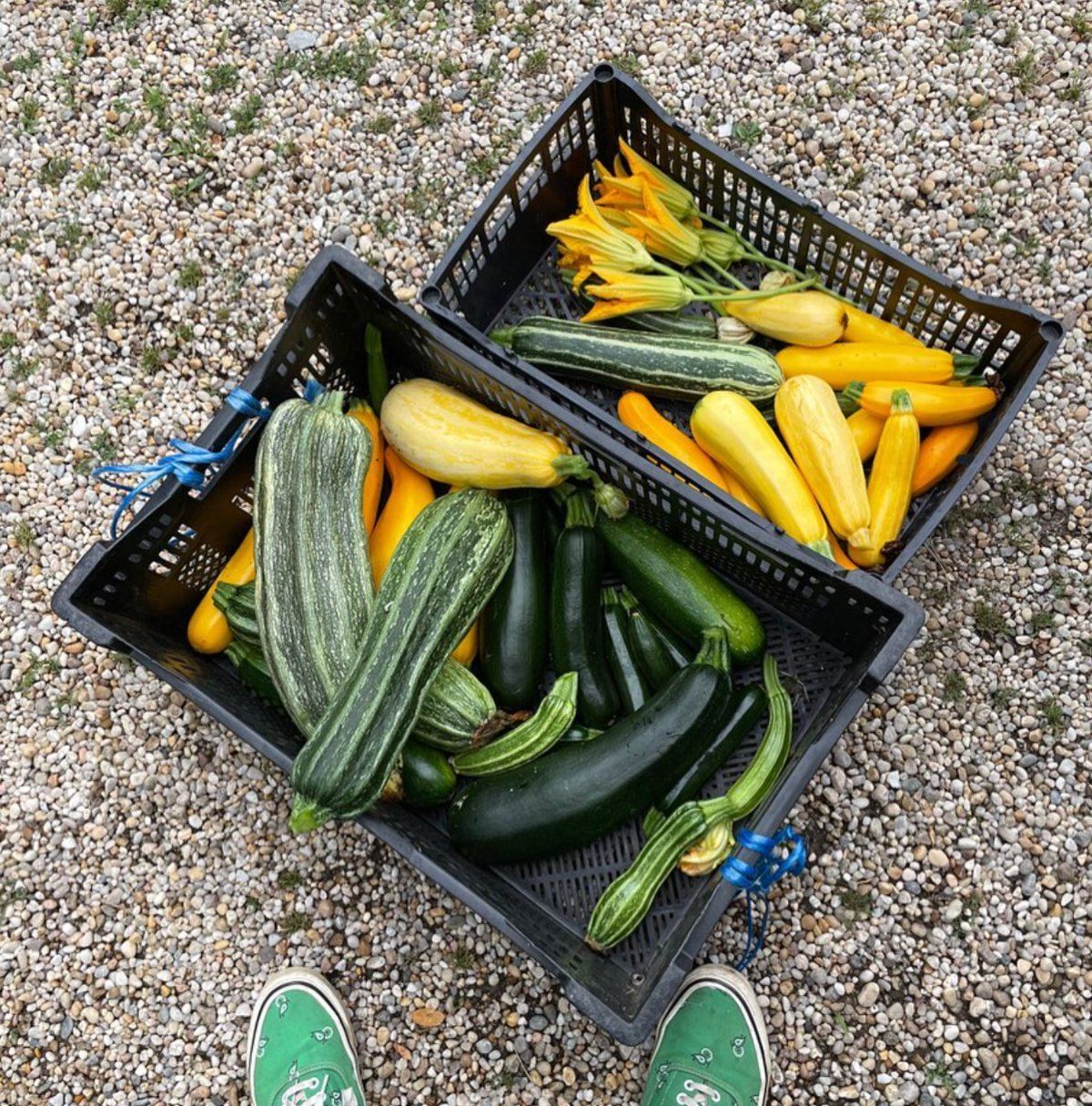Crates of summer squash and zucchini