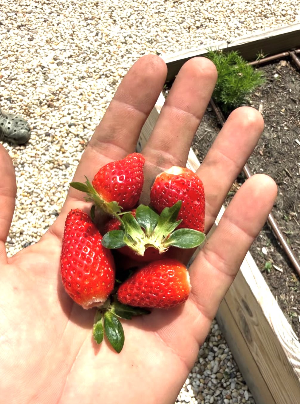 A handful of strawberries