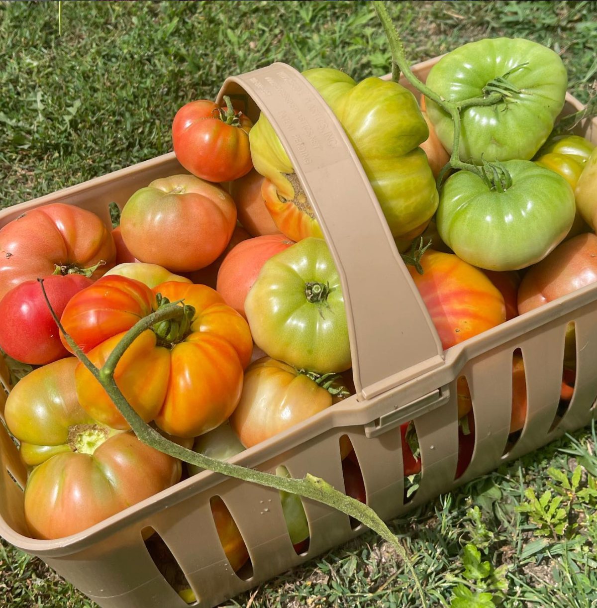 A basket of heirloom tomatoes