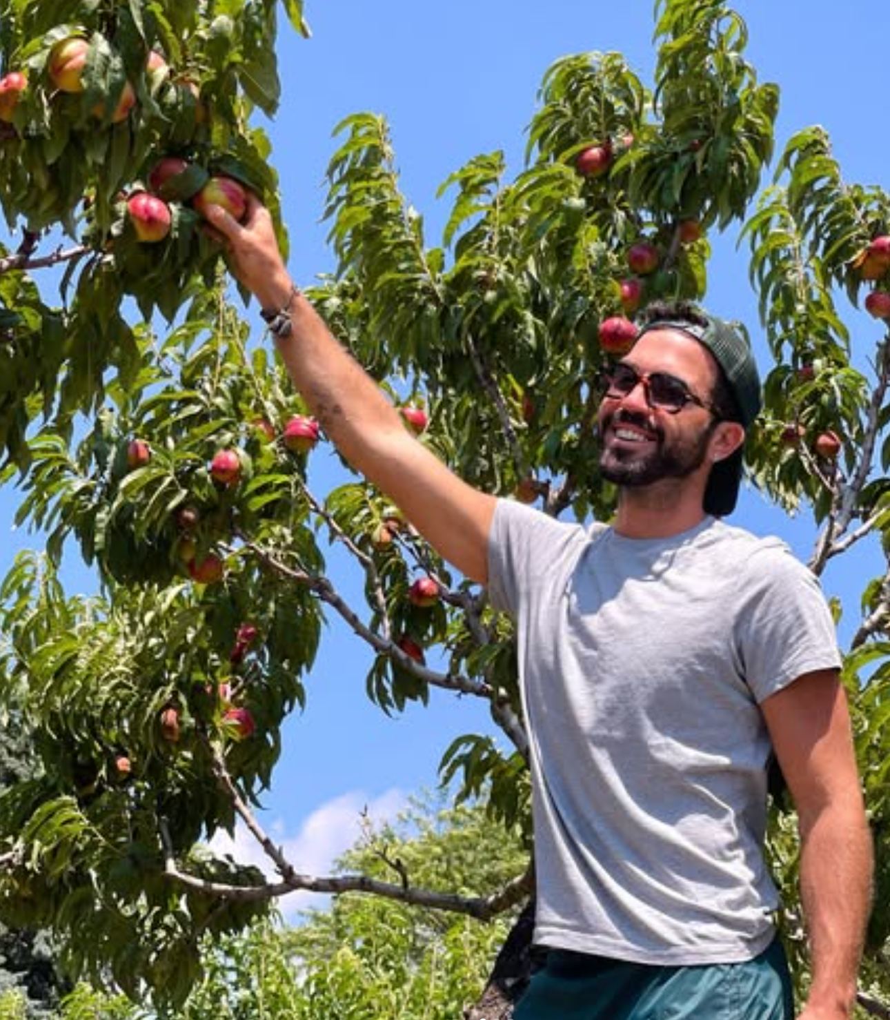 Peaches off the branch