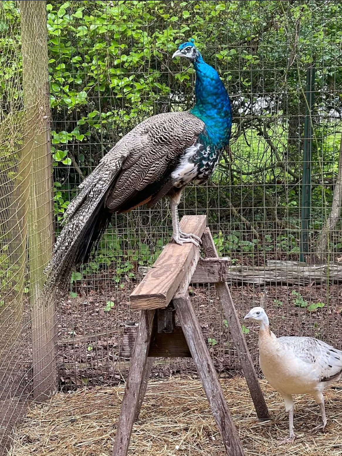 The blue