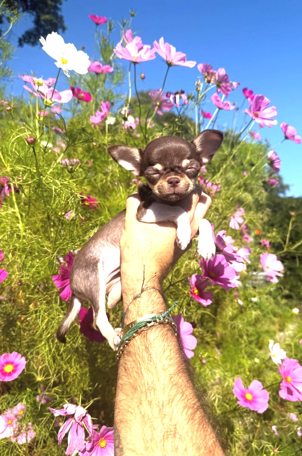 A chihuahua puppy in the cosmos