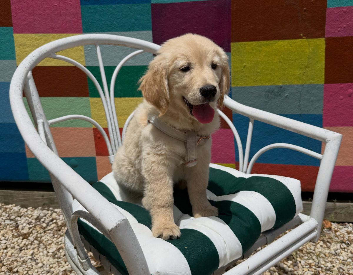 A golden puppy by the mural