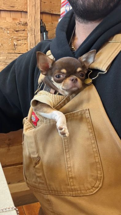 A pocket chihuahua