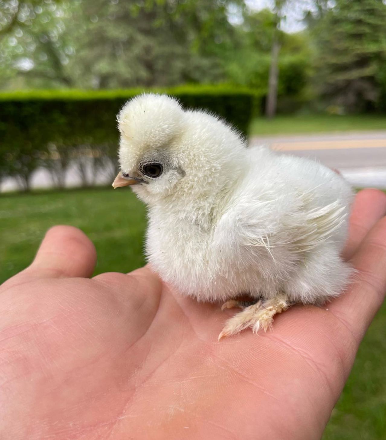 A silkie chick