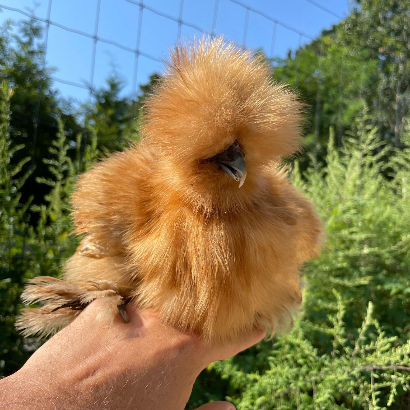 A silkie chicken held in hand