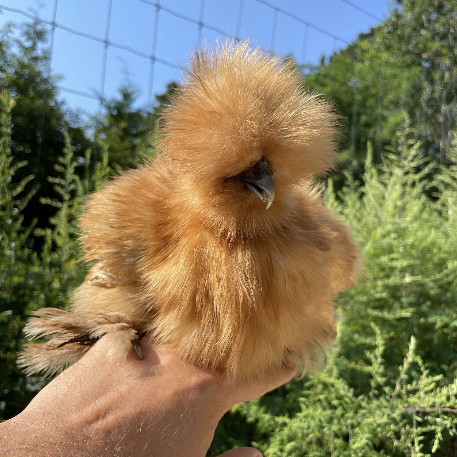 The silkie
