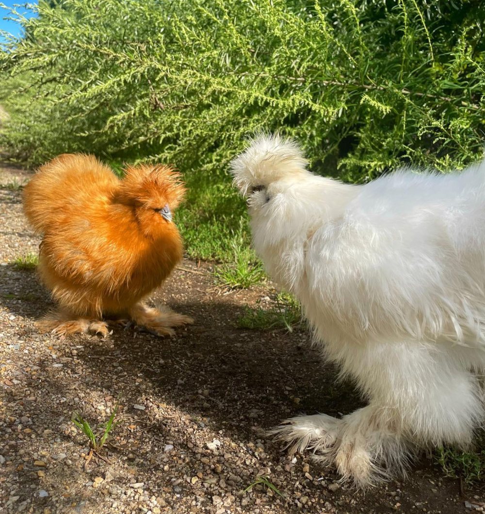 Two silkies