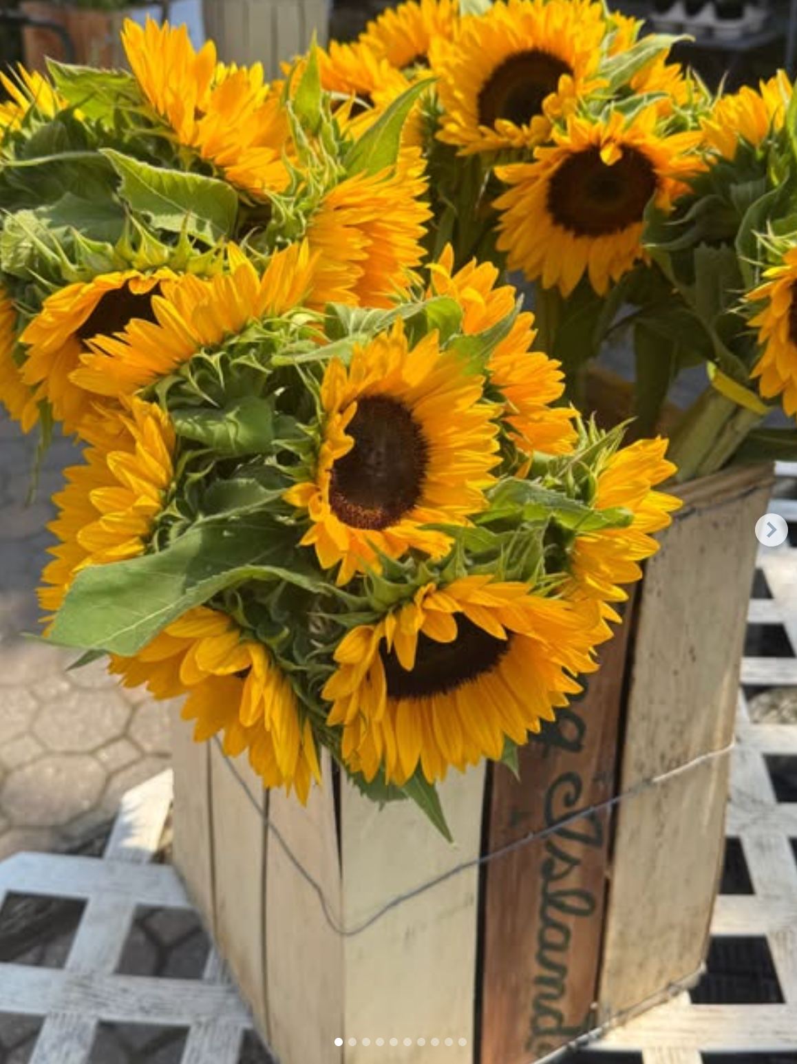 A basket of sunflowers