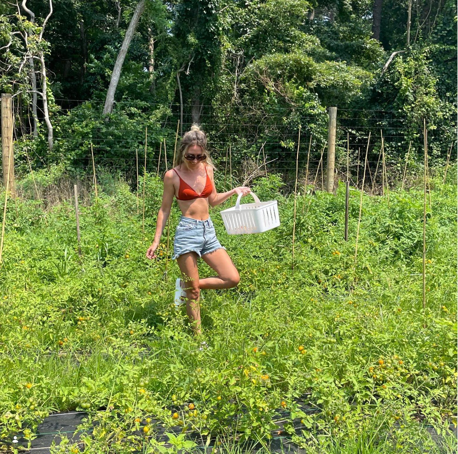 Picking tomatoes