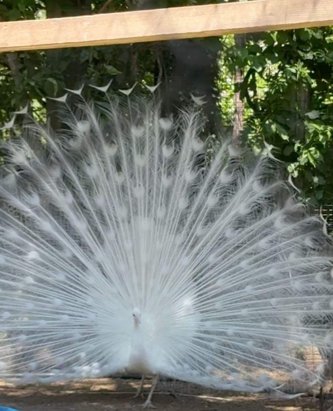 A peacock in full display