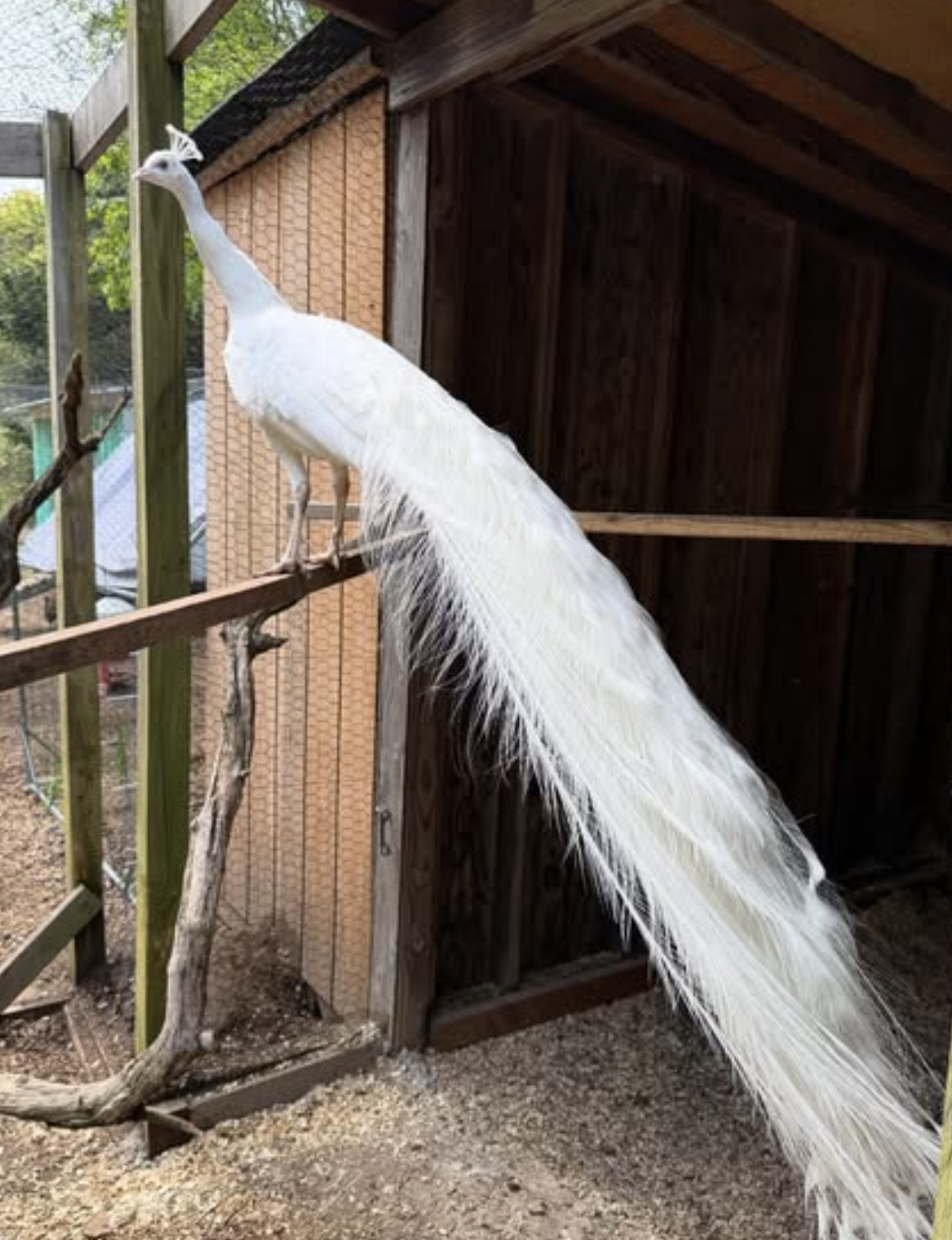 The white peacock