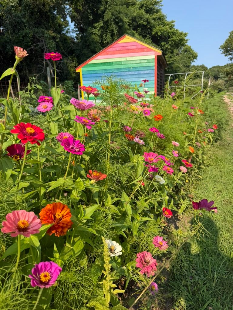 Zinnias and cosmos in the rows